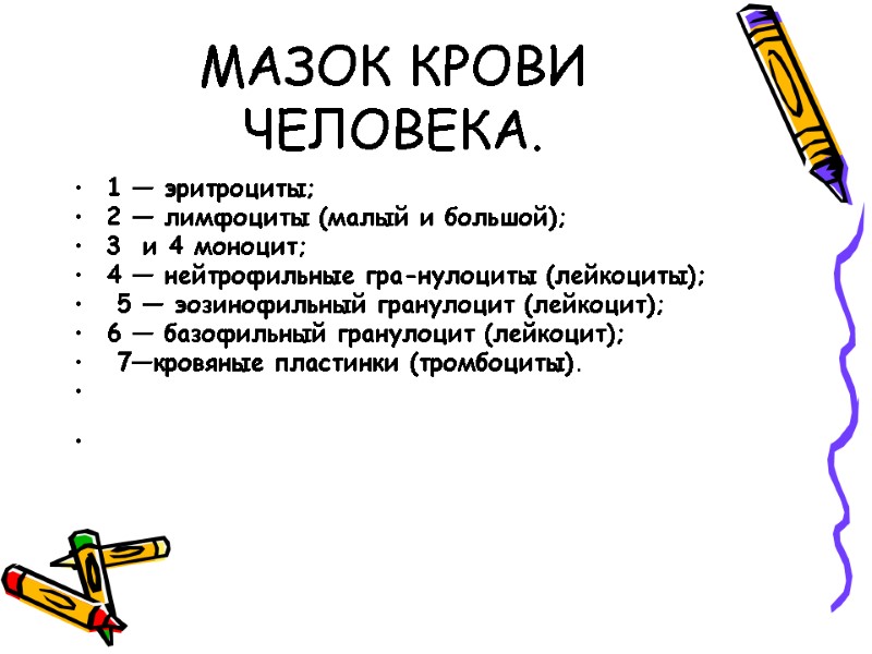 МАЗОК КРОВИ ЧЕЛОВЕКА. 1 — эритроциты;  2 — лимфоциты (малый и большой); 